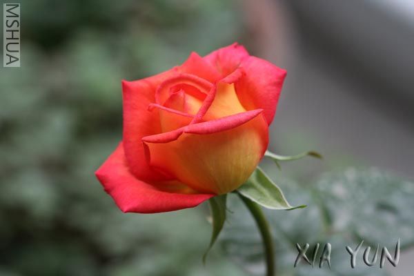 IMG_7128 ����.JPG