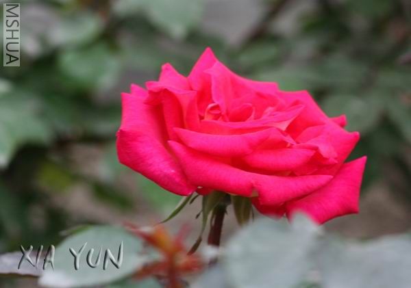 IMG_7135 ����s.jpg