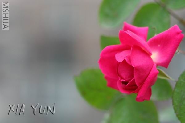 IMG_7137 ����.jpg