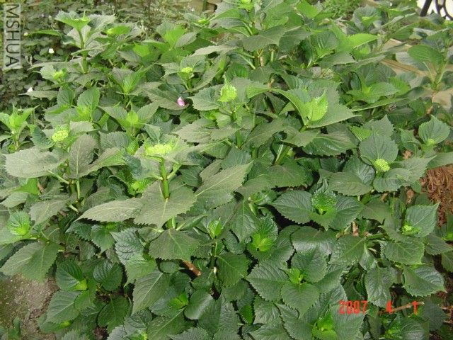 Ҫ�ǿ���ɫ�Ļ�����S���أ�