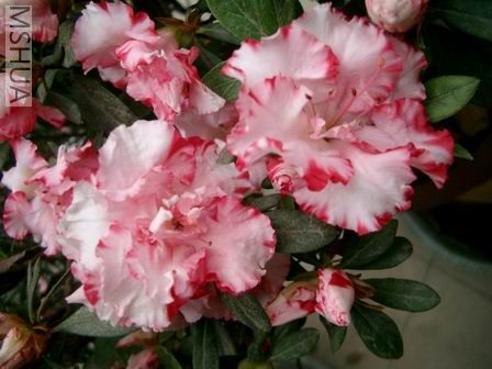 ��Ƭ20070228 175.jpg