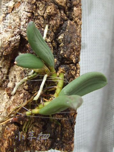 Dendrobium linguiforme����H��-B.jpg