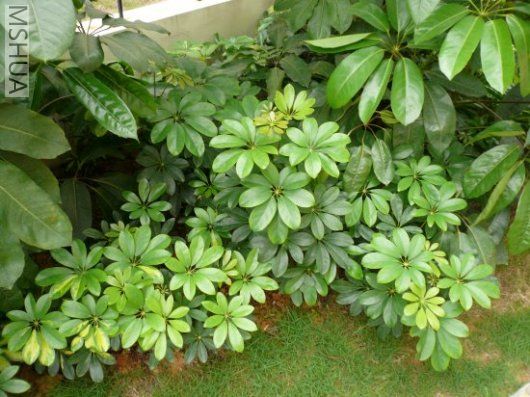 ������ЩѼ����,������Ҷɫ������ô����ôϲ��