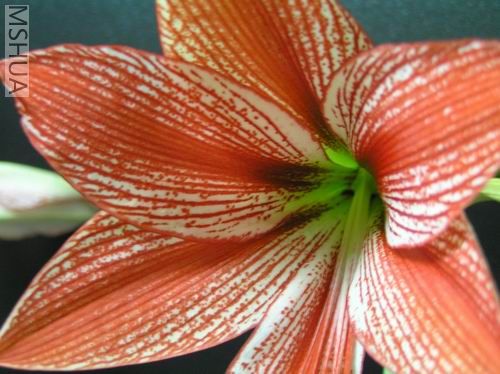 Stained Glass 05.JPG