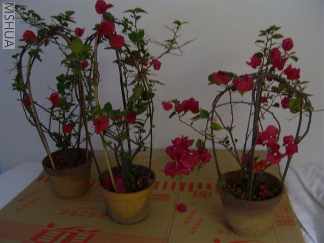 �����������÷