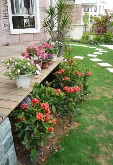 ��Ϊ������Ҷ����ĺ�,�������˸�����ާ.���ǿ����������Ŭ���ؿ���,��Щ���Ĳ�����.