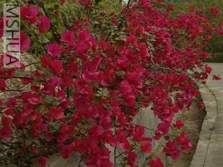 �컨��������÷