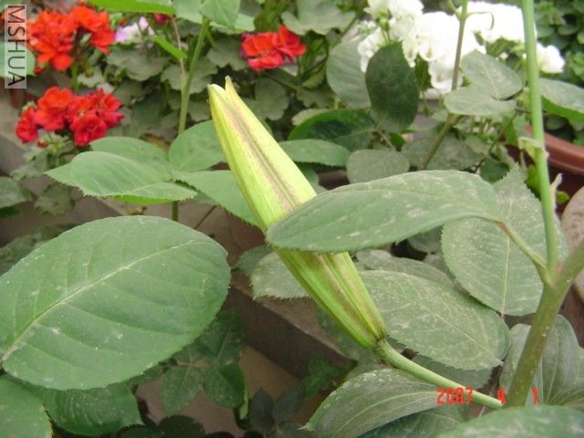 Ҷ����һ֦����İٺ�