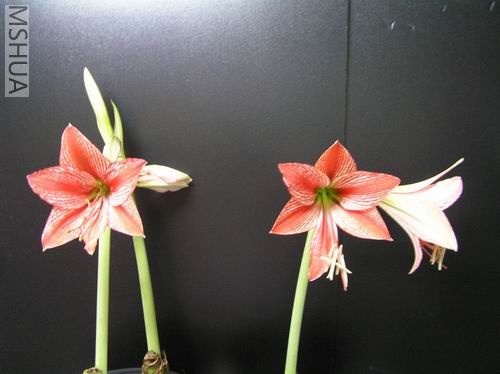 Stained Glass 03.JPG