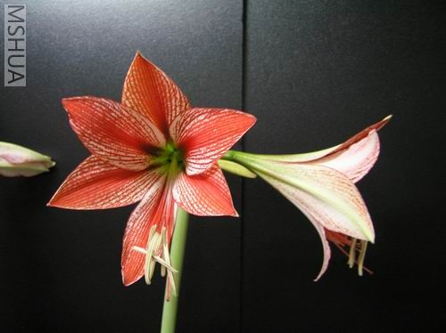 Stained Glass 02.JPG