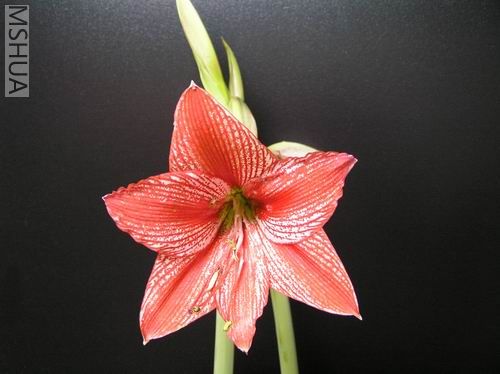 Stained Glass 01.JPG