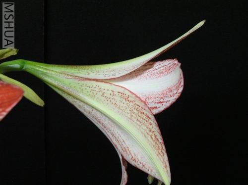 Stained Glass 04.JPG