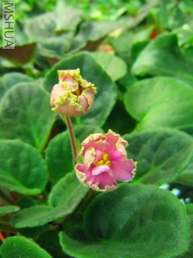 ������С��Ƭ 045.jpg