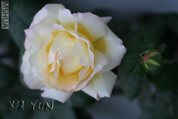 IMG_7259 ����.jpg