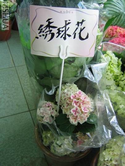 ������~ʮ�������ֻ���