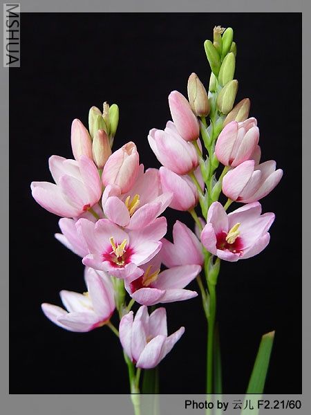 �������װٺ�Ҳ����С�β����Ƭ