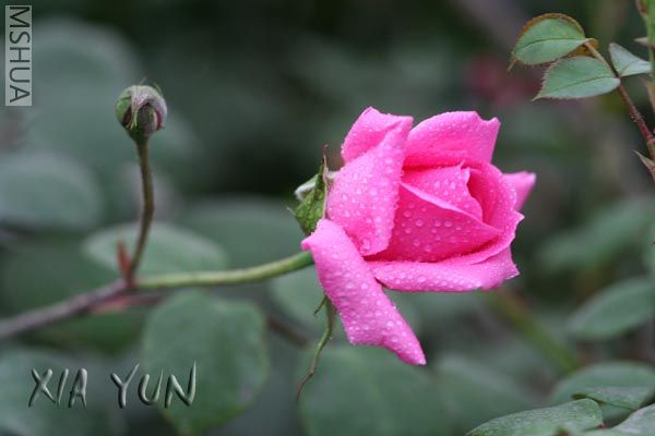 IMG_7285 ����.jpg