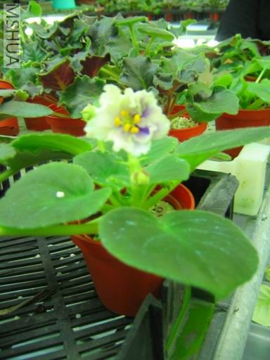 ������С��Ƭ 033.jpg