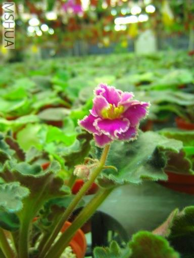 ������С��Ƭ 053.jpg