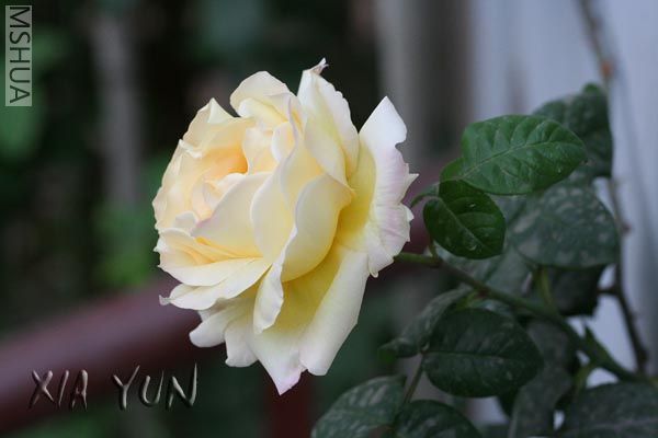 IMG_7240 ����.jpg