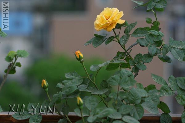 IMG_7246 ����.jpg