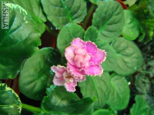 ������С��Ƭ 046.jpg