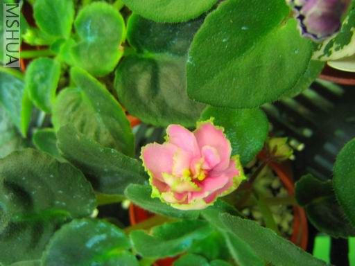 ������С��Ƭ 049.jpg