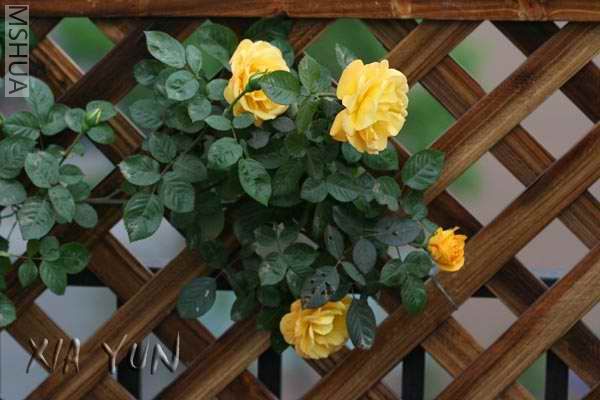 IMG_7243 ����.jpg