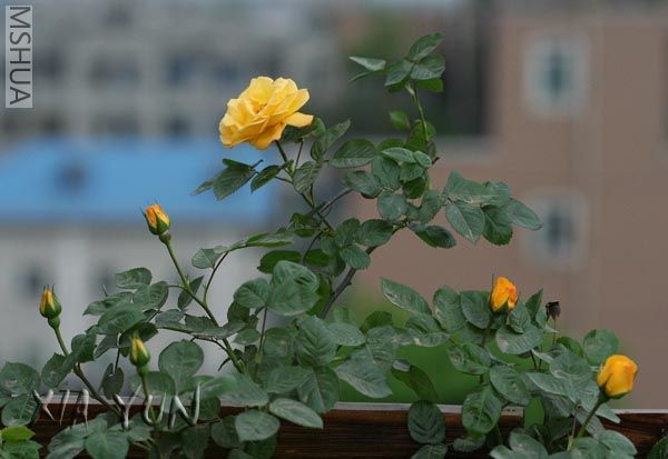 IMG_7244 ����.jpg