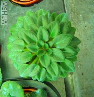 ��```��```��