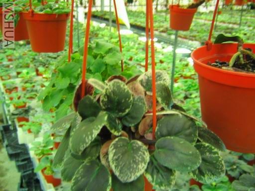 ������С��Ƭ 042.jpg