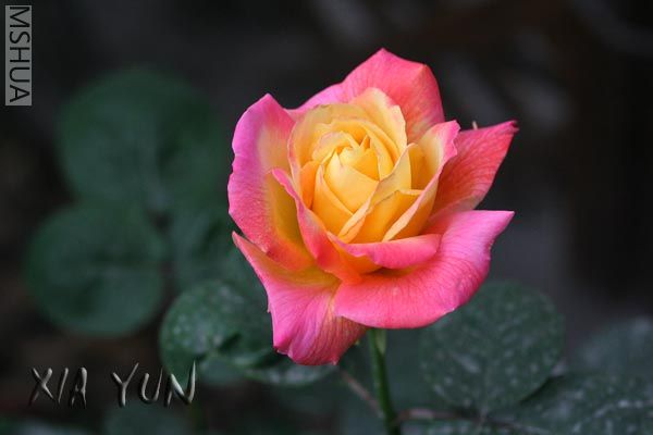 IMG_7248 ����.jpg