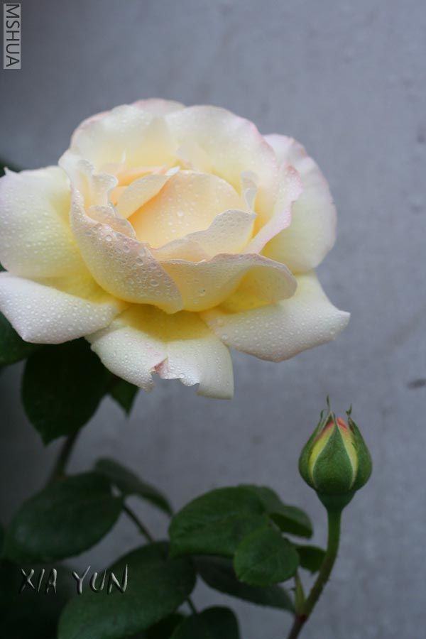 IMG_7265 ����.jpg