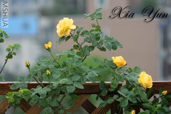 IMG_7295 ����.JPG