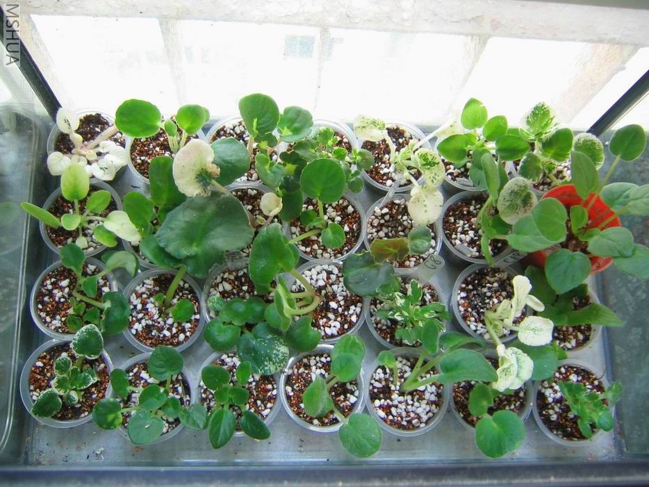 ������С��Ƭ 086.jpg