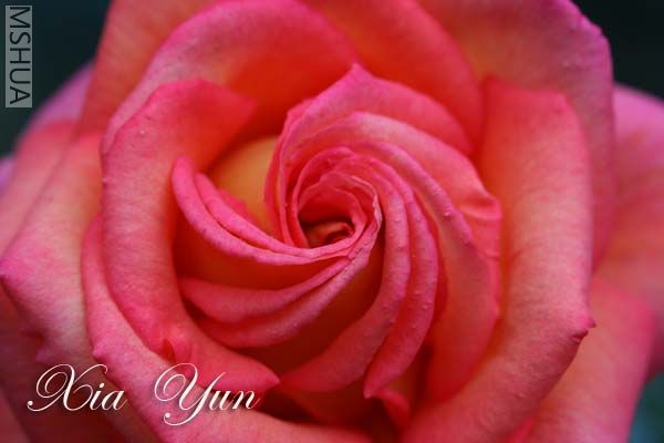 IMG_7324 ����.JPG