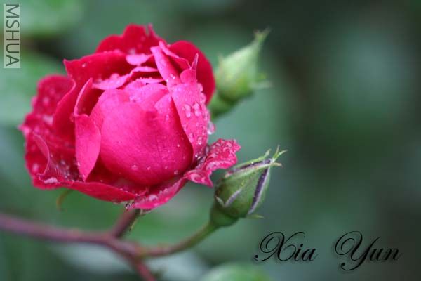 IMG_7313 ����.jpg