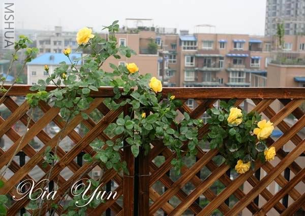 IMG_7318 ����.jpg