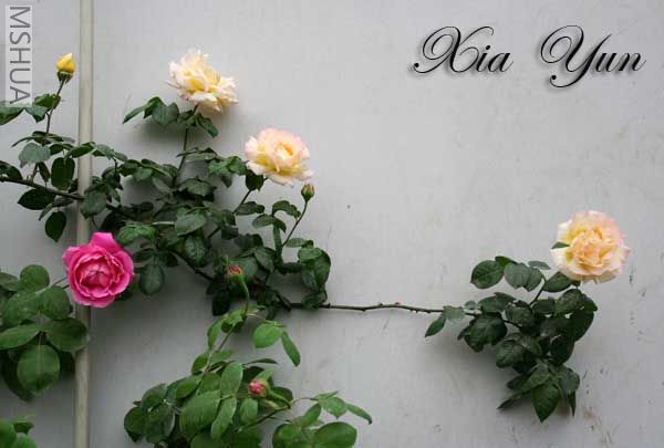 IMG_7316 ����.jpg