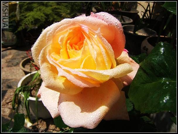 ��Ƭ 009.jpg