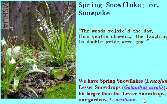 Leucojum vernum.png
