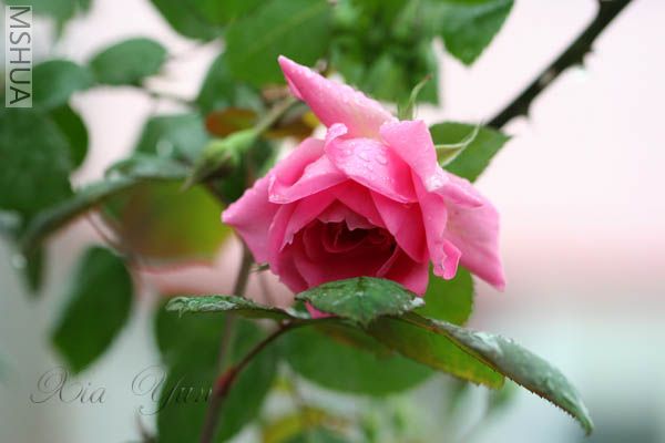 IMG_7291 ����.JPG