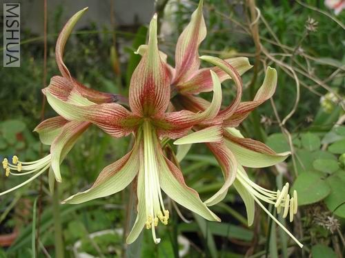 Hippeastrum papilio x cybister 1.JPG