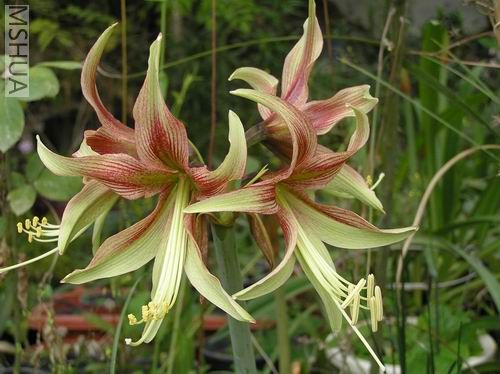 Hippeastrum papilio x cybister 2.JPG