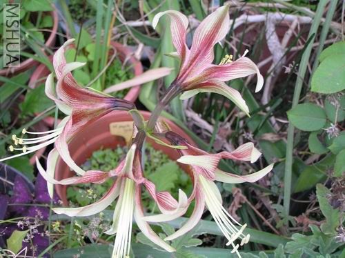 Hippeastrum papilio x cybister 3.JPG