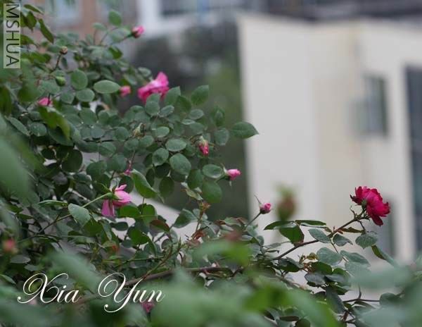 IMG_7437 ����s.jpg