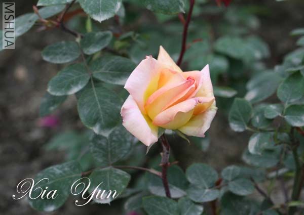 IMG_7425 ����.jpg