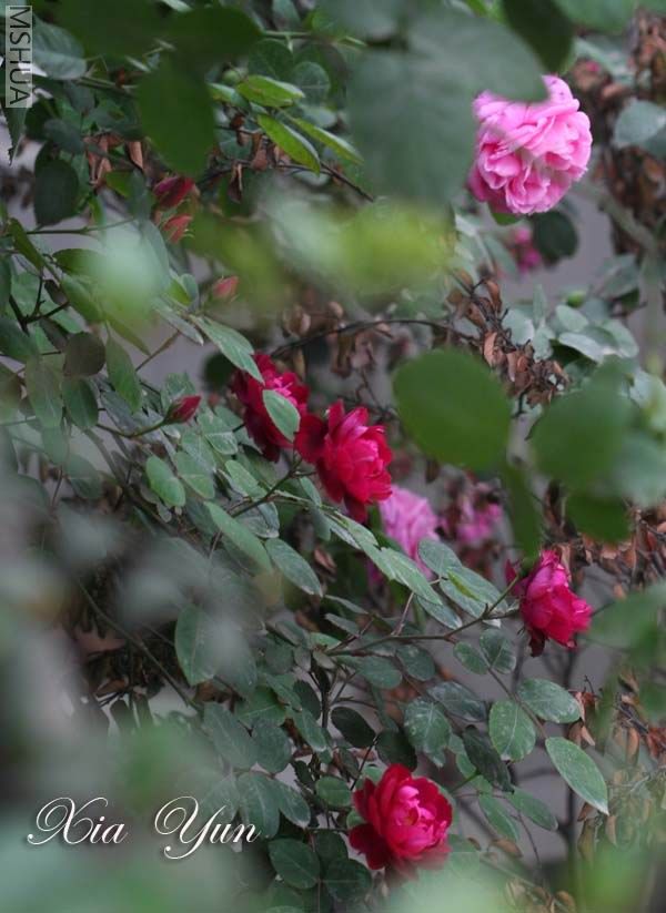 IMG_7440 ����s.jpg