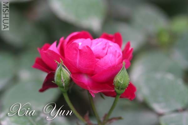 ����������ķ,PP�е�ƫɫ