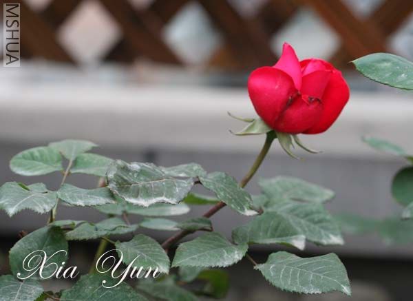 IMG_7426 ����.jpg